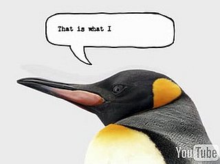 French Penguin — He Is Cute, No?